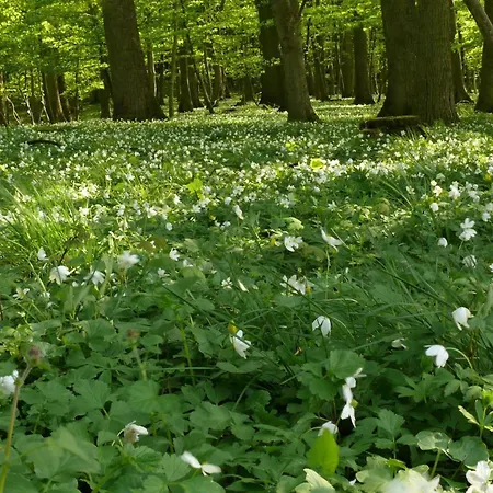 بيت للعطل Anemone *